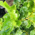 Griselinia littoralis with waterdrop on leaves.